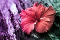 Red hibiscus flower with two tone color filter effect Royalty Free Stock Photo