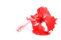 Red hibiscus flower Royalty Free Stock Photo