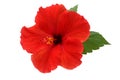 A red hibiscus flower Royalty Free Stock Photo