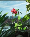 Red hibiscus flower in a balcony apartment