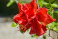 red hibiscus flower with beautiful petals and pollen blooming in the garden of Bangkok, Thailand Royalty Free Stock Photo