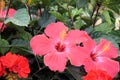 Growing Red Hibiscus Flowers in macro Royalty Free Stock Photo