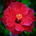 Red hibiscus flower in bloom Royalty Free Stock Photo