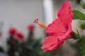Red hibiscus flower in bloom with long pistil and yellow pollen Royalty Free Stock Photo