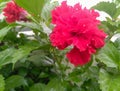 Red hibiscus flower blooming in branch of green leaves plant growing in garden, nature photography, gardening background Royalty Free Stock Photo