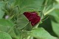 Blooming Hibiscus Flower Blooming