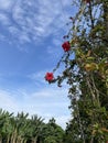 Red hibiscus flower blowing in morning breeze taken under natural light Royalty Free Stock Photo
