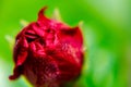 Red hibiscus flower bud Royalty Free Stock Photo