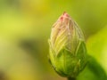 Red Hibiscus Flower Bud Royalty Free Stock Photo