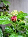 Red Hibiscus flower bud with green leaves growing in nature Royalty Free Stock Photo