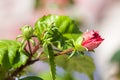 Red Hibiscus Flower Bud Royalty Free Stock Photo