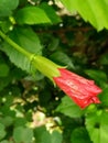 The red Hibiscus flower bud is on a tree in the garden Royalty Free Stock Photo