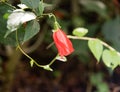 Red hibiscus flower bud Royalty Free Stock Photo