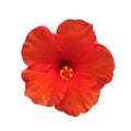 Red Hibiscus flower or Chinese Rose bloom and isolated on a white or transparent background. Royalty Free Stock Photo