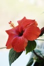 Red Hibiscus flower or Chinese Rose, Hawaiian hibiscus, China Rose, flower with leaves isolated on white background