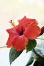 Red Hibiscus flower or Chinese Rose, Hawaiian hibiscus, China Rose, flower with leaves isolated on white background