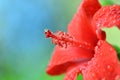 Red hibiscus flower (chinese rose)