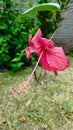 Red hibiscus flower Royalty Free Stock Photo