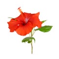 red hibiscus flower close-up studio shot isolated on white background Royalty Free Stock Photo