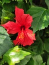 red hibiscus flower close up in sunlight Royalty Free Stock Photo