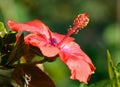 Red Hibiscus Flower closeup lat.- Hibiscus Royalty Free Stock Photo