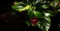 Red Hibiscus Flower in the Dark of Night Royalty Free Stock Photo