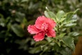 Red hibiscus flower in the evening photography Royalty Free Stock Photo