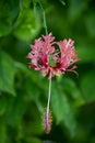 Red Hibiscus Flower with Fernlike Petals and Hanging Stamens Royalty Free Stock Photo