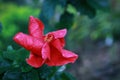 Red hibiscus flower with folded petals Royalty Free Stock Photo