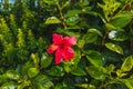 Red hibiscus flower in full bloom, adding a burst of color and natural elegance to the garden landscape