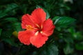 Red Hibiscus flower in garden