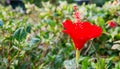 The red hibiscus flower Royalty Free Stock Photo