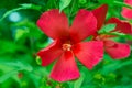 Red hibiscus flower on a green background