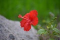 Red hibiscus flower on a green background.