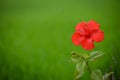 Red hibiscus flower on a green background.