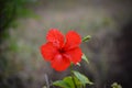 Red hibiscus flower on a green background.