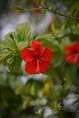 Red hibiscus flower on a green background.