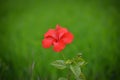 Red hibiscus flower on a green background.