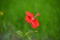 Red hibiscus flower on a green background.