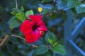 Red hibiscus flower on a green blue background. Rose in the tropical garden Royalty Free Stock Photo
