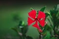 Red hibiscus flower on a green blurred background, caribbean hawaiian tropical flowers Royalty Free Stock Photo