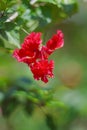 Red hibiscus flower on green blurred background. Soft focus Royalty Free Stock Photo
