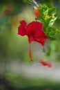 Red hibiscus flower on green blurred background. Soft focus Royalty Free Stock Photo