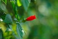 Red hibiscus flower on green blurred background. Soft focus Royalty Free Stock Photo