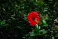 Red hibiscus flower on green bush background with copy spave