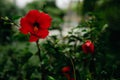 Red hibiscus flower on green bush background with copy spave