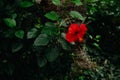 Red hibiscus flower on green bush background with copy spave