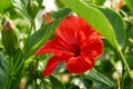 red hibiscus flower in green foliage in nature Royalty Free Stock Photo