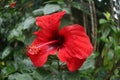 Red Hibiscus Flower With Green Garden Background