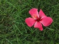 Red Hibiscus Flower